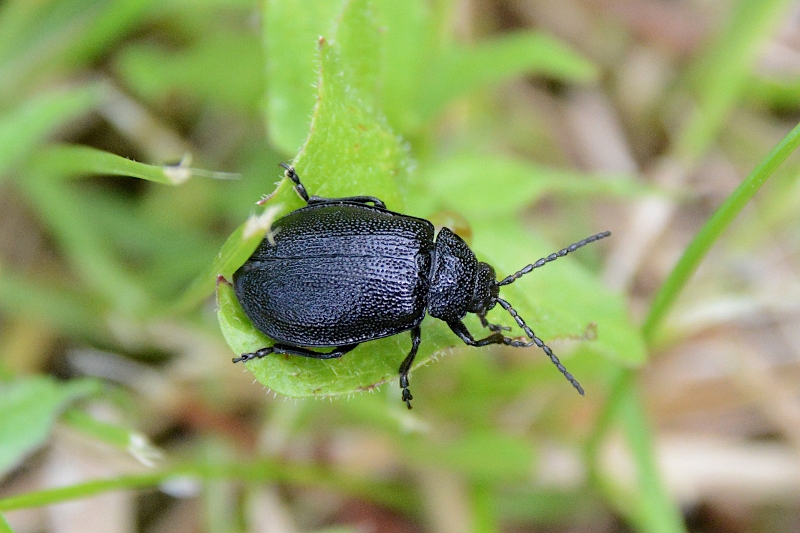 Chrysomelidae: Galeruca tanaceti? S.